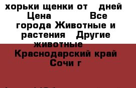 хорьки щенки от 35дней › Цена ­ 4 000 - Все города Животные и растения » Другие животные   . Краснодарский край,Сочи г.